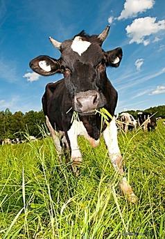 草原牧场吃草的奶牛