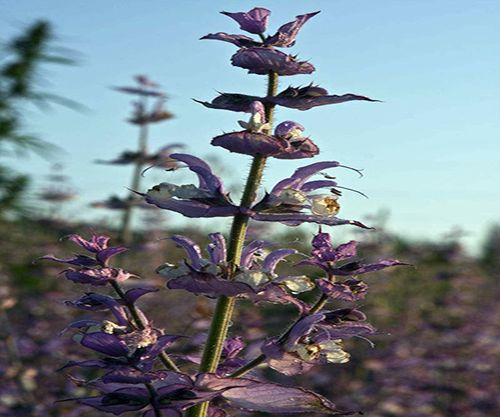 紫苏梗有什么功效服用使有什么注意事项