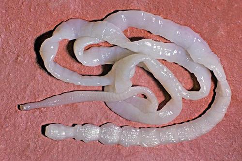 绦虫为什么从狗狗肛门出来