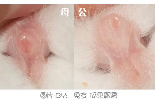 怎样区分公兔和母兔