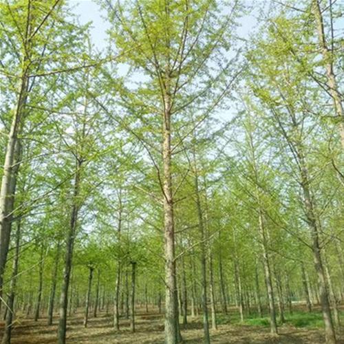 银杏树绿化工程苗 银杏树苗圃直供