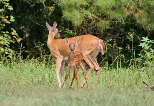 白尾鹿南墨西哥亚种
