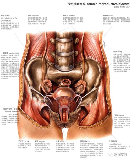 人体图谱丨泌尿系统,生殖系统