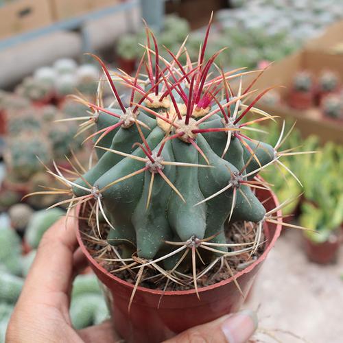 神仙玉实生仙人球稀有红刺强刺开花仙人掌多肉植物防辐射小盆栽