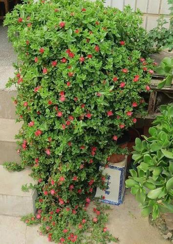 心叶日中花,又叫露草,露花,食用穿心莲,花蔓草,羊角吊篮,牡丹吊兰