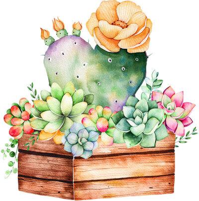 手绘多肉植物