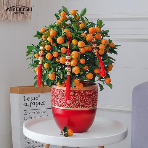 爱优尚小金桔盆栽带果室内观果植物春节年桔年宵花橘树盆景招财果