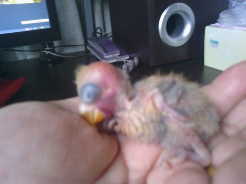 出壳20多天的牡丹鹦鹉小崽从窝里掉出来了,头上有血肿,有它妈想叼它们