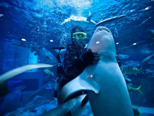 成都海昌极地海洋公园青少年票免费送啦!88元抢原价290元套票!