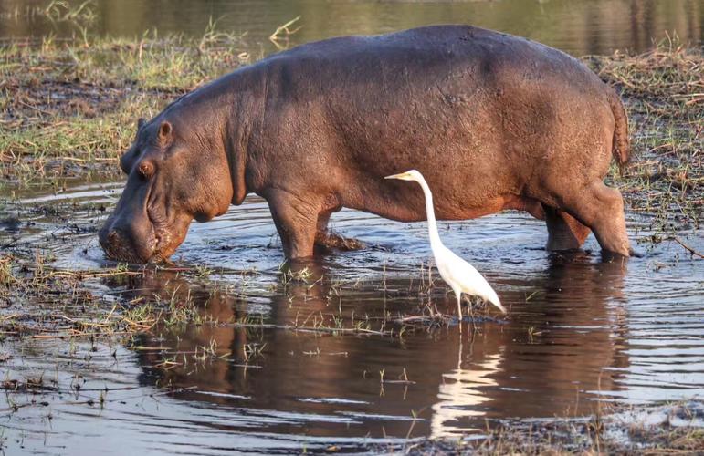 此篇是朋友们非洲之行所拍摄的非洲各种动物的美景,我