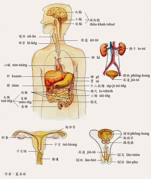 人体器官透视图