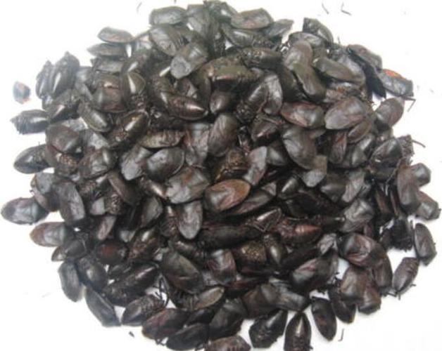 九香虫的功效与作用