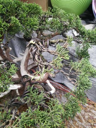 我的真柏叶片发白,月初刚换过盆土?