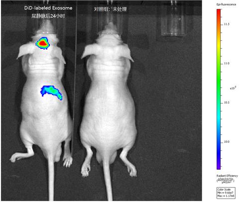 静脉注射did-exosome  24小时后,肝脏组织和脑组织小动物活体成像检测