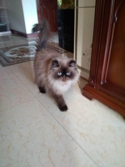 5只纯种喜马拉雅猫出售