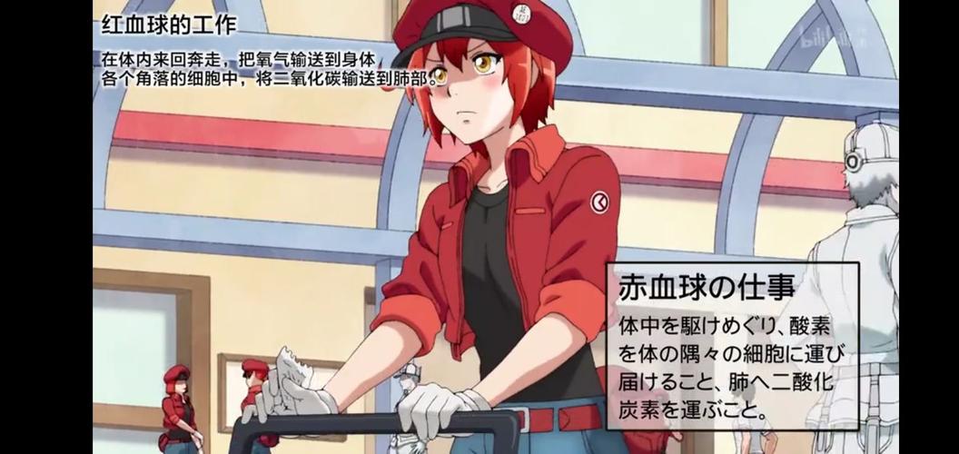 哺乳动物成熟的红细胞是无核