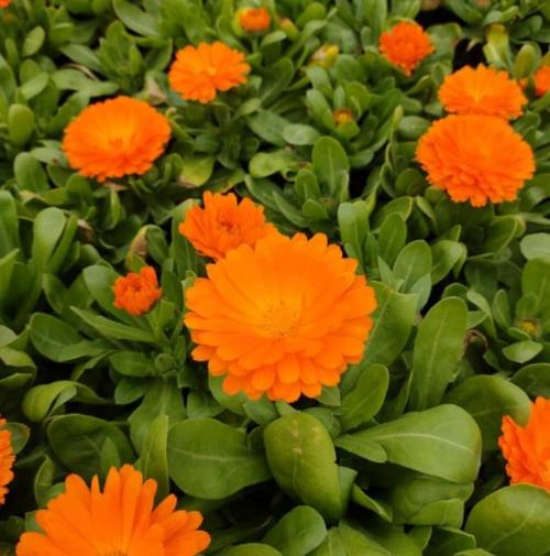 金盏菊怎么种植才好看,金盏菊都有哪些特性