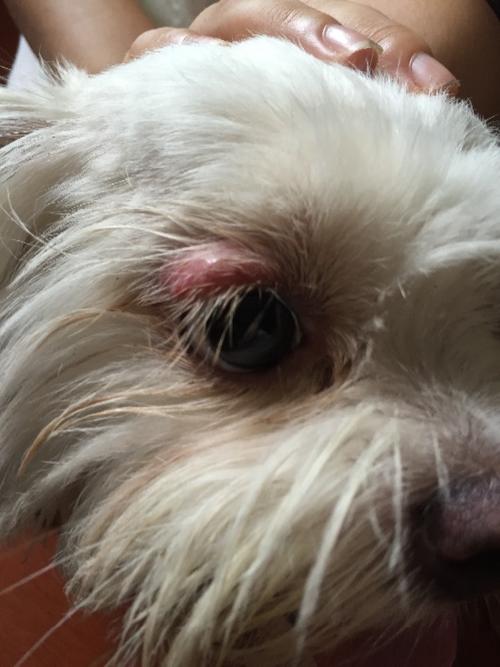 狗狗眼皮以前是个小红点后来整个都烂了