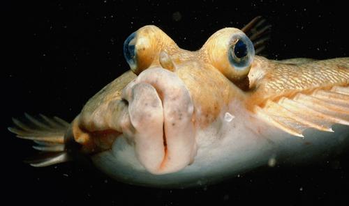 好神奇比目鱼的两只眼睛为什么长在同一侧