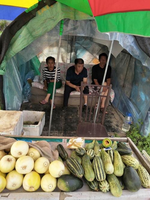 路边瓜摊 这是建在长青公路旁的"老周精品香瓜"的瓜窝棚(销售摊床)