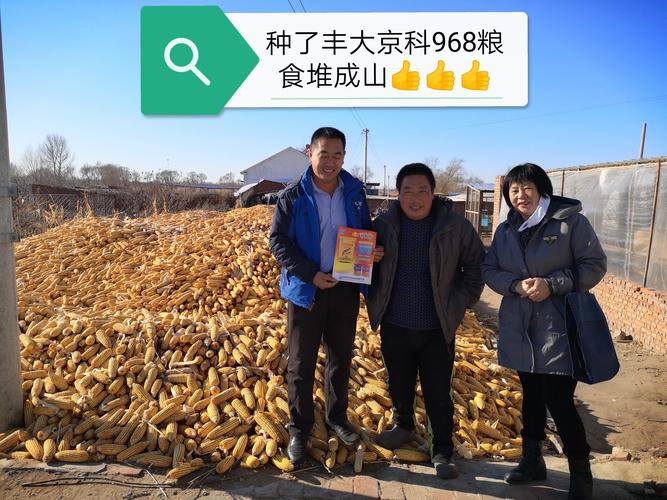 要高产就选丰大京科968,丰大京科968祝您丰收乐哈哈!