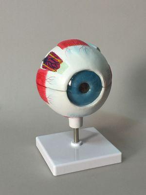 眼球模型 教学模型 3d眼球模型