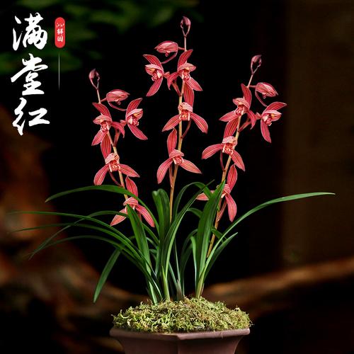 沁鲜园盆栽建兰八大红花名贵兰花兰草苗满堂红兰花阳台室内花绿植