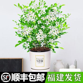 登榜九里香盆栽盆景老桩浓香四季植物七里香树苗室内好养花卉驱蚊绿植