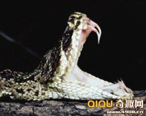 化石研究揭示蛇牙的演化历程