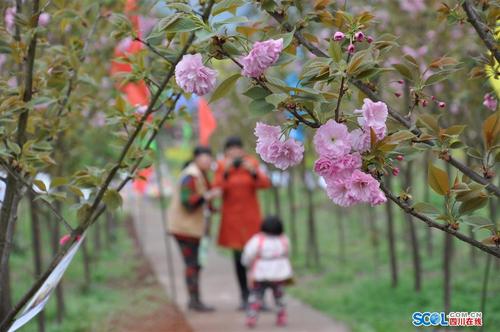 岳池县白庙镇第二届樱花节开幕