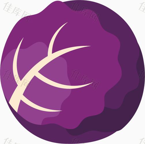 矢量紫甘蓝蔬菜素材