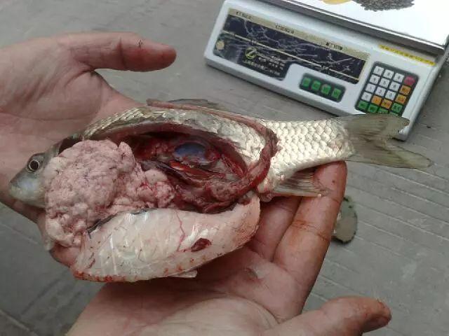 水产养殖过程中六种常见寄生虫的介绍与防治方法