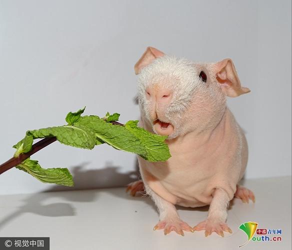 荷兰一实验室培育出无毛豚鼠 软萌可爱成网红