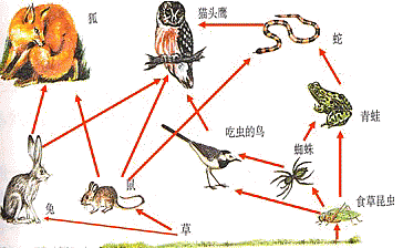 下图是某森林生态系统的食物网示意图,根据图回答问题