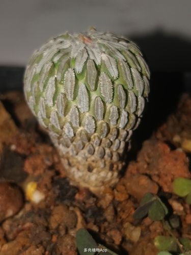 仙人球 2020-04-24 19:29:53 3年修炼,终得其果!开花?了