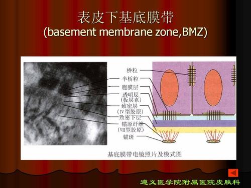 表皮下基底膜带 (basement membrane zone,bmz) 遵义医学院附属医院