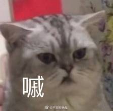 热门猫咪表情包