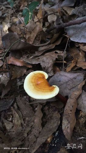 野生灵芝惊现大蜀山山中环境较好或是主因