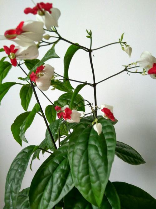 冬季里外面寒风刺骨,屋里面温暖如春,盛开鲜花.