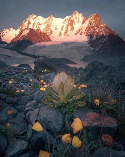 博格达天山雪莲花 创作:@franky_wang,       