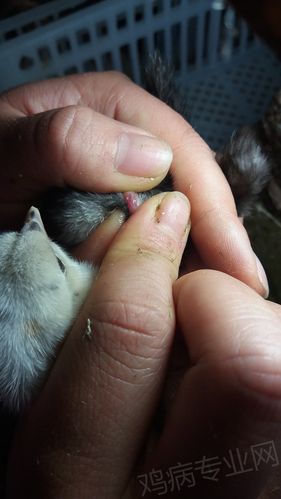 两张翻肛鉴别的图片