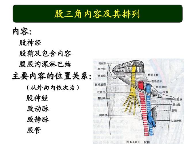 下肢血管解剖_演示文稿ppt