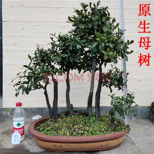 重庆金弹子盆景原生母树熟桩灌木金弹子瓶兰花黑塔子种籽挂果素材 m33