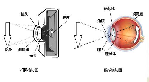 相机成像与眼睛成像对比