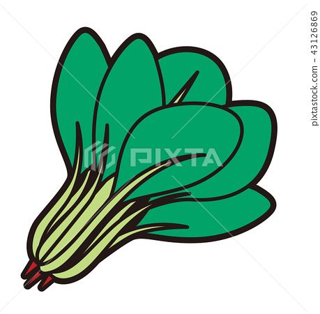 插图素材: komatsuna插图