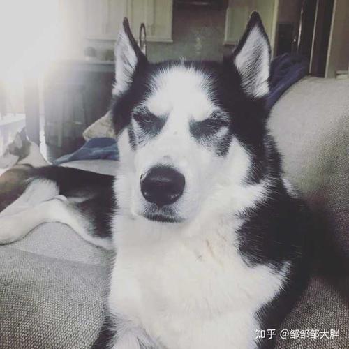 有哪些高冷又不失可爱的头像