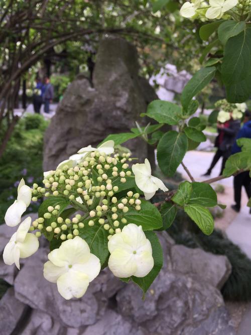 烟花三月下扬州,垛田千亩菜花黄,秦淮河畔观花灯,夫子庙中状元郎