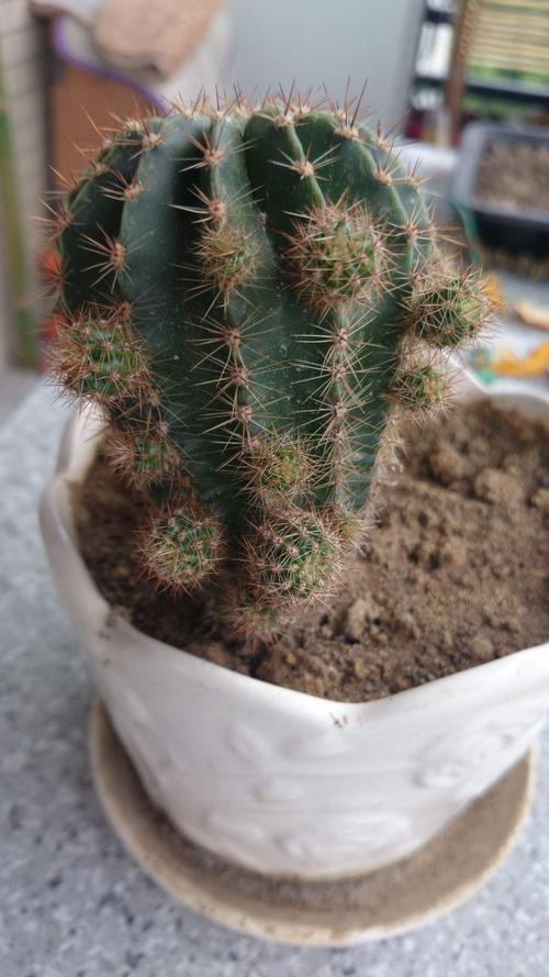 仙人球