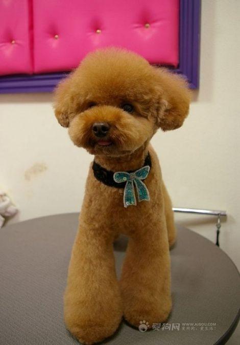 这是什么狗狗 是比熊犬吗 要确切哦 颜色是染得还是天生的?