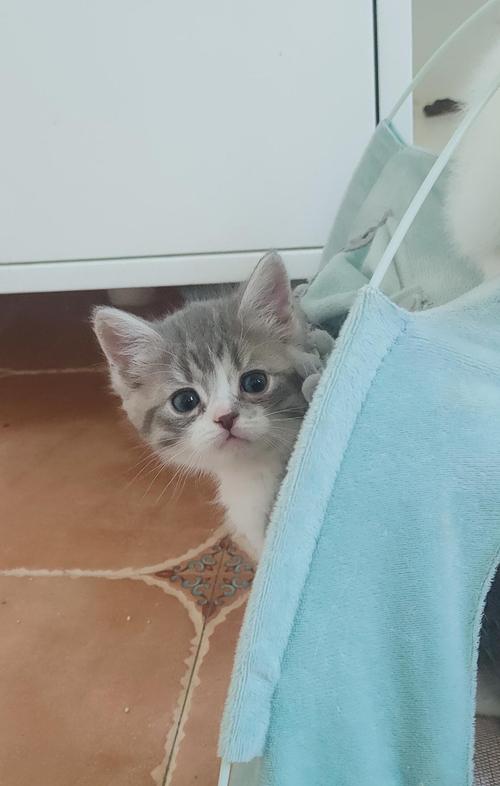 纯白英短,加白英短,重点色布偶猫